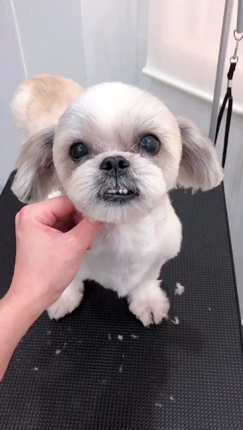 Min Pet Salon & Spa 6
